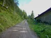 in Abfaltersbach Beginn Anstieg über Forstweg