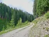 über Forstweg Richtung Ochsenwiese