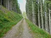 über Forstweg Richtung Ochsenwiese