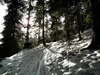 Aufstieg durch den Wald Richtung Winklerner Hütte