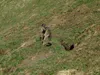 vom Grei Bühel Richtung Gipfel Figerhorn spielende Murmeltiere