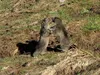 vom Grei Bühel Richtung Gipfel Figerhorn spielende Murmeltiere