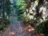 über Waldweg Richtung Sternalm