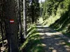 von Kamelisenalm bis Oberstaller über Forstweg