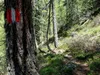 von Kamelisenalm bis Oberstaller über Steig