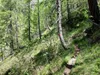 von Kamelisenalm bis Oberstaller über Steig
