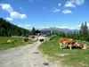 Leckfeldalm