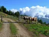 von Wirtsalm Richtung Klostefraünalm
