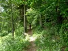 Singletrail Richtung Plone
