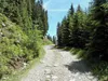 über Forstweg Richtung Geiersbichl