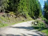 durch das Wilfernertal Beginn Schotterweg