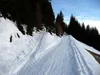links weiter durch Waldstück