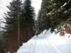 Abfahrt über Forstweg zum Grünsee