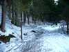 durch Waldstück kurz nach dem Start