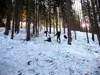 durch Waldstück vor Ronetratten